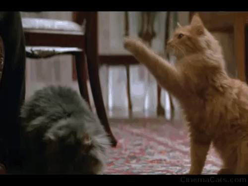 China Moon - long-haired tabby cats on floor begging for food and one getting fed animated gif