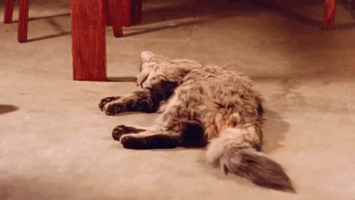 Do or Die - longhair tabby cat dead on floor as Nicole Roberta Vasquez and team start to leave animated gif