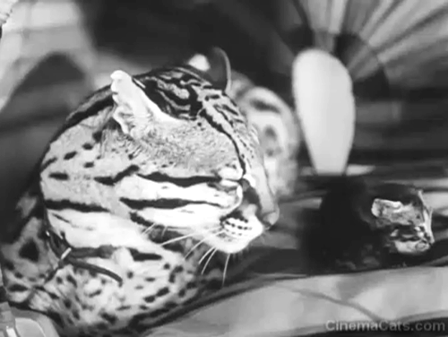 Mexican Spitfire's Blessed Event - Carmelita Lupe Velez and Verbana Marietta Canty looking at ocelot with tabby kitten animated gif