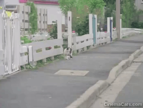 One Hour to Zero - calico cat crossing road animated gif