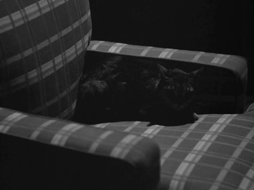The Pearl of Death - tabby cat moving from armchair across room and ducking under curtains animated gif