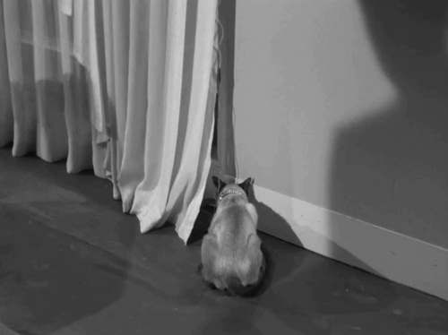 Perry Mason - The Case of the Golden Fraud - Richard Arthur Franz discovering wire being chewed by Siamese cat animated gif