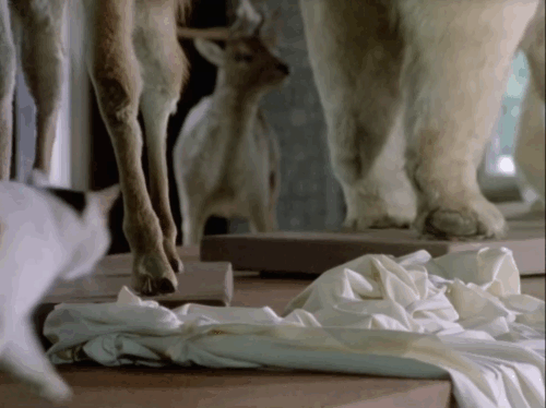 Poirot - The Veiled Lady - Hastings Hugh Fraser watching calico cat ducking under sheet over museum piece animated gif