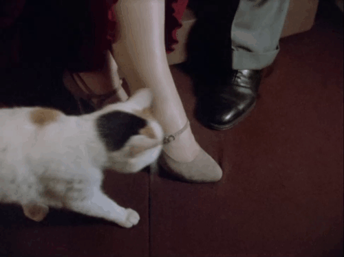 Poirot - The Veiled Lady - calico cat rubbing against woman's leg under sheet over museum piece animated gif