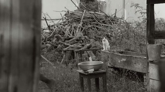 1945 - tabby and white cat sitting in yard