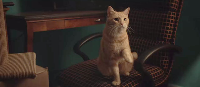 1BR - ginger tabby cat Giles on chair