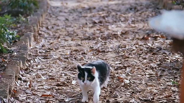 2001 Maniacs - black and white cat Kitty running