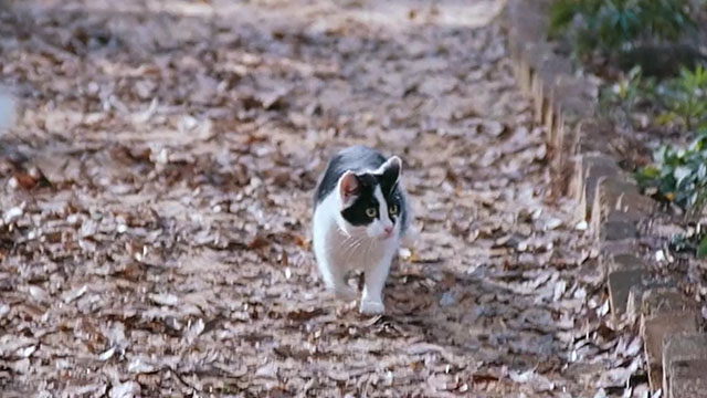 2001 Maniacs - black and white cat Kitty running