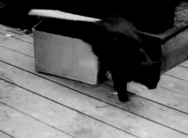 Alice's Spooky Adventure - longhair black cat emerging from cardboard box