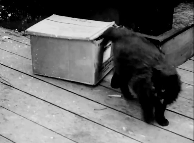 Alice's Spooky Adventure - longhair black cat emerging from cardboard box