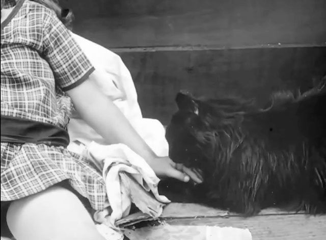 Alice's Spooky Adventure - longhair black cat licking hand of Alice Virginia Davis