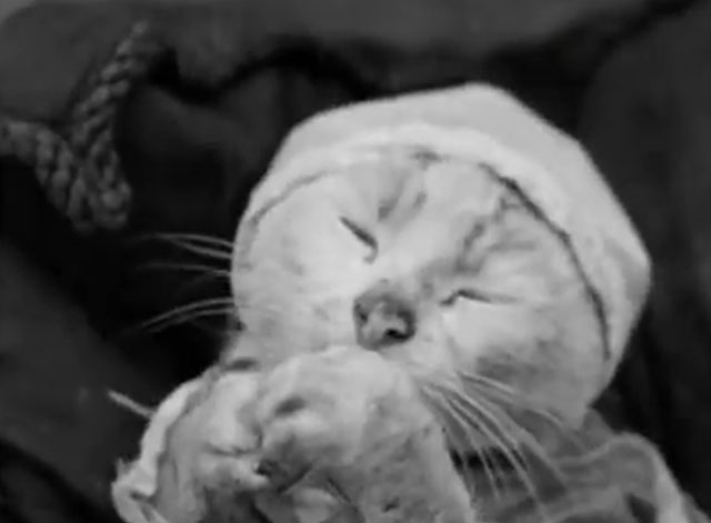 All In the Day - tabby cat on back in chair wearing baby bonnet licking at glass bottle