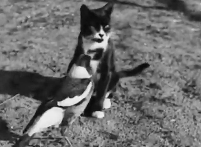 Animalosities - tuxedo cat being pecked by magpie