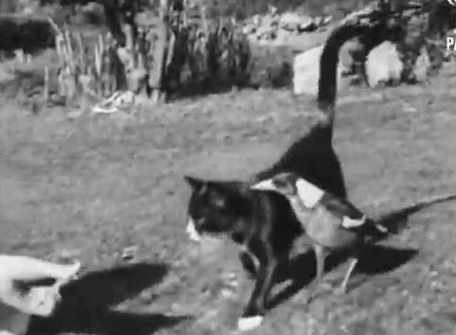 Animalosities - tuxedo cat being offered treat by human hand with magpie