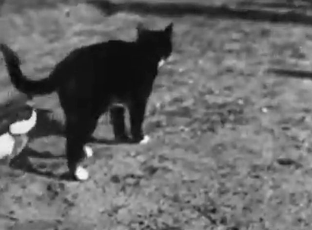 Animalosities - tuxedo cat walking away from magpie