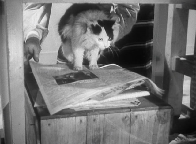 Another Case of Poisoning - longhair white cat with black markings on newspapers under counter