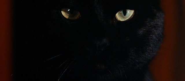 Assignment Terror - Los monstruos del terror - black cat close up