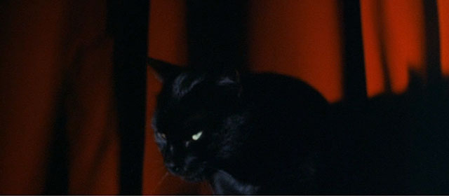 Assignment Terror - Los monstruos del terror - black cat leaving