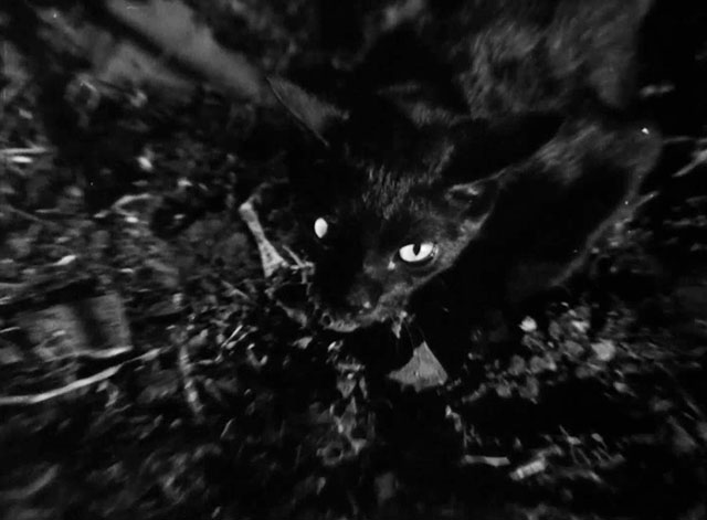 At Midnight I'll Take Your Soul - black cat in woods