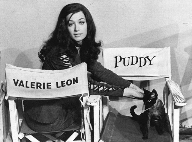 Blood From the Mummy's Tomb - Valerie Leon in director's chair with seal point Devon Rex cat Sunbronze Danny Boy Puddy