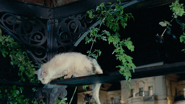 Bluebeard - white cat sitting atop gazebo