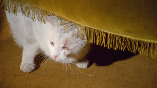 Bluebeard - white cat with red splotch on eye hiding under divan