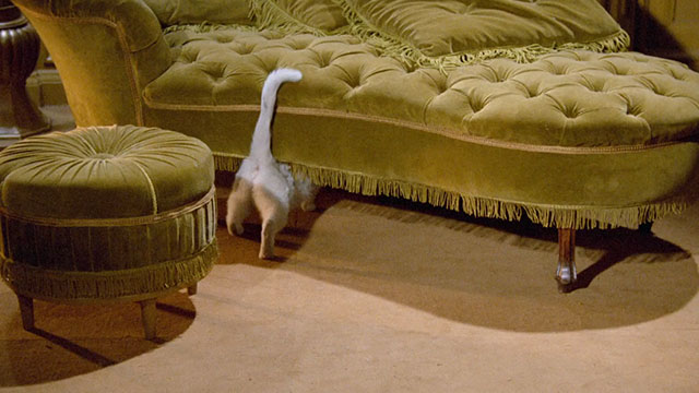 Bluebeard - white cat ducking under divan