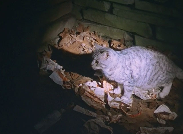 Bone Daddy - silver tabby on trash heap