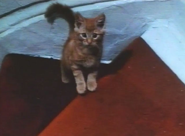 Boys and Girls Together - ginger tabby kitten on stairs