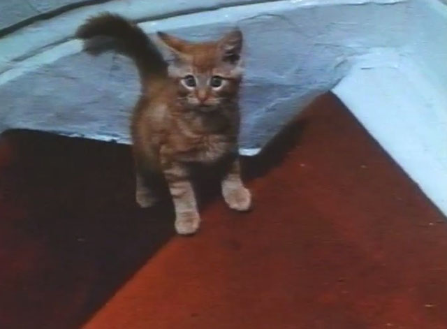 Boys and Girls Together - ginger tabby kitten on stairs