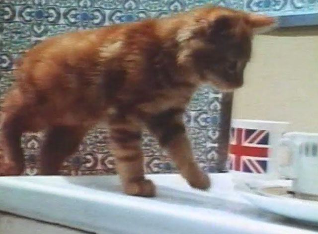 Boys and Girls Together - ginger tabby kitten on counter