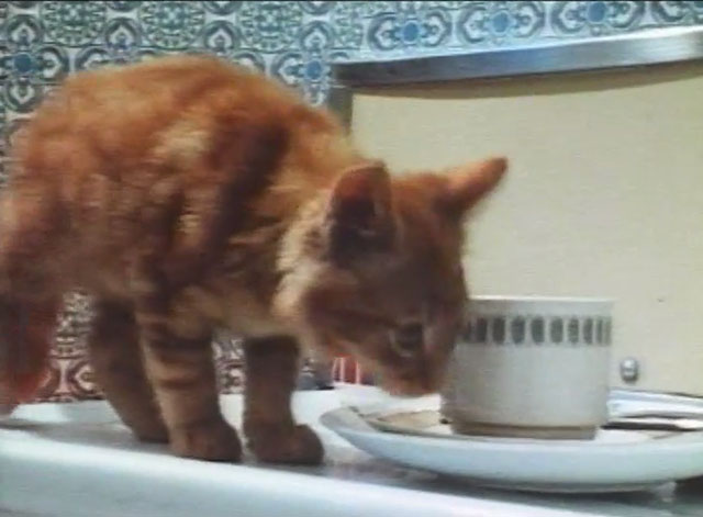 Boys and Girls Together - ginger tabby kitten on counter sniffing at cup and saucer