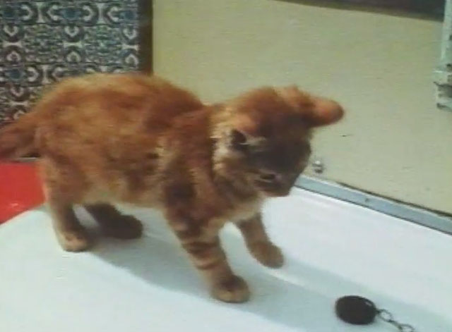 Boys and Girls Together - ginger tabby kitten on counter