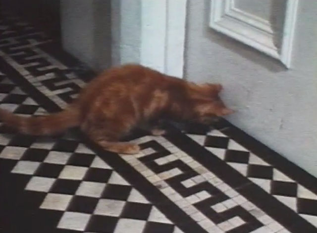 Boys and Girls Together - ginger tabby kitten outside door