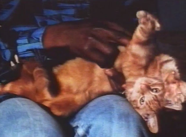 Boys and Girls Together - ginger tabby kitten being petted by Leroy