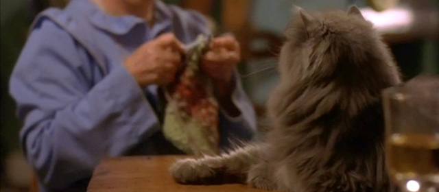 Calendar Girls - longhair gray cat lying on table with back to camera