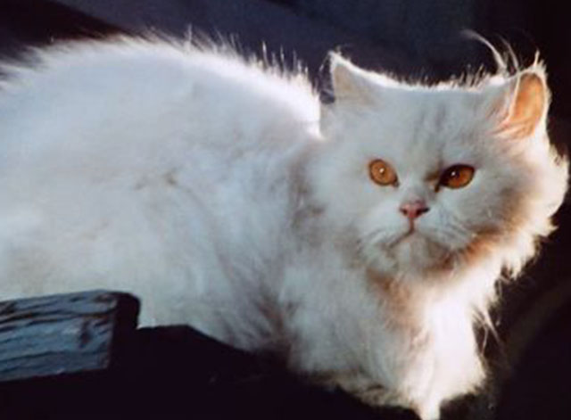 The Call of the Wild - longhair white cat watching from above