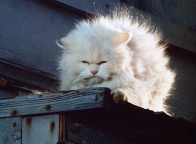 The Call of the Wild - longhair white cat watching from above