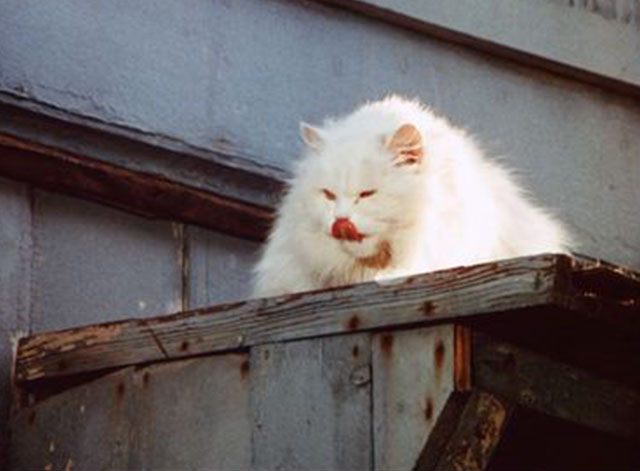 The Call of the Wild - longhair white cat watching from above