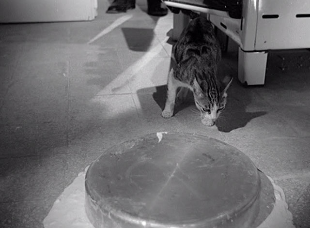 Camilla - tabby and white cat looking at overturned pan of cake batter on floor