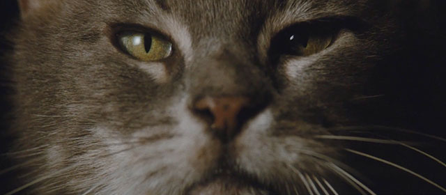 Camille Claudel - extreme close up of gray cat