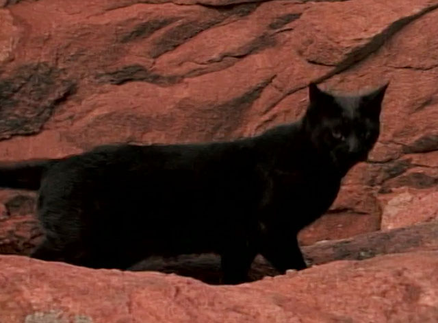 Cannibal the Musical - black cat standing by cliff