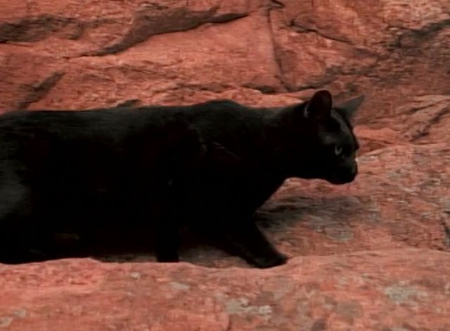 Cannibal the Musical - black cat standing by cliff