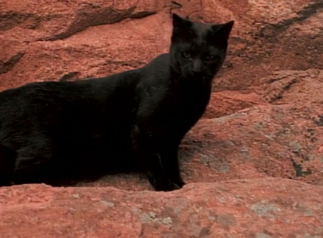 Cannibal the Musical - black cat standing by cliff