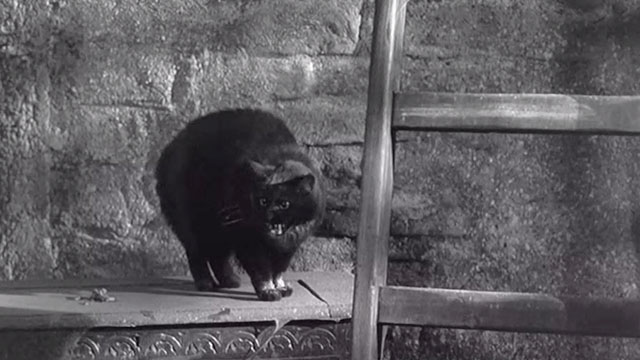 Carry On Constable - black cat in belfry hissing