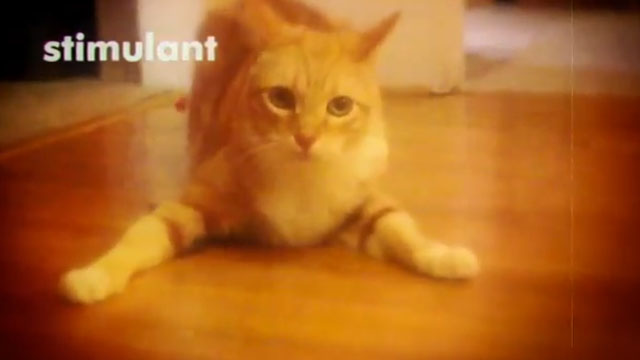 Catnip: Egress to Oblivion - excited ginger tabby cat