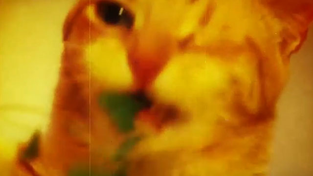 Catnip: Egress to Oblivion - blurry ginger tabby chewing leaves