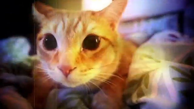 Catnip: Egress to Oblivion - ginger tabby cat with wide pupils