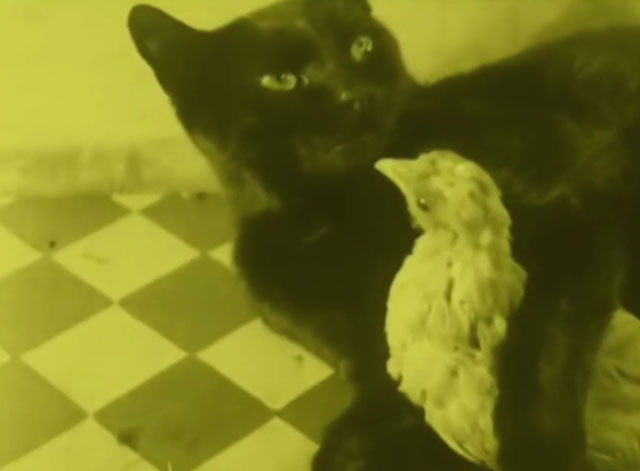 Chicken Dressing - black cat lying with arm around young chicken