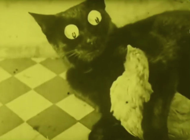 Chicken Dressing - black cat with big cartoon eyes lying with arm around young chicken